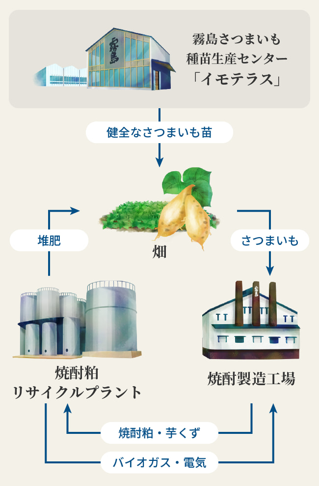 さつまいも苗から電気になるまでの図