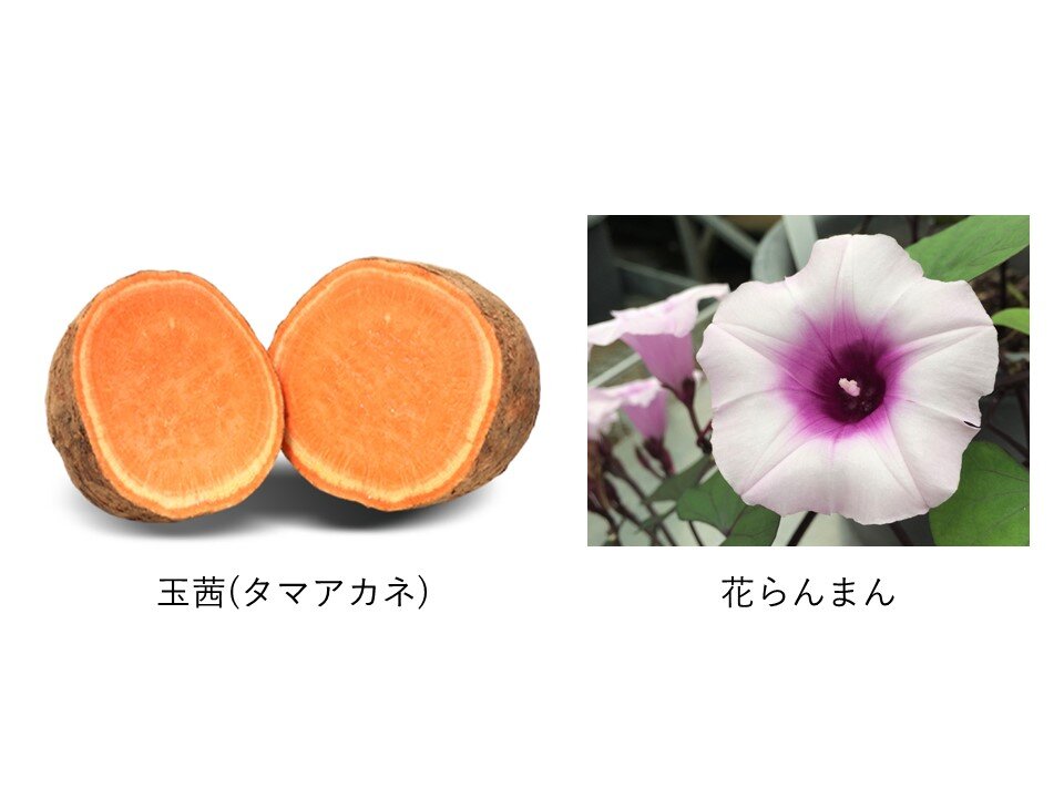 玉茜 花らんまん.JPG